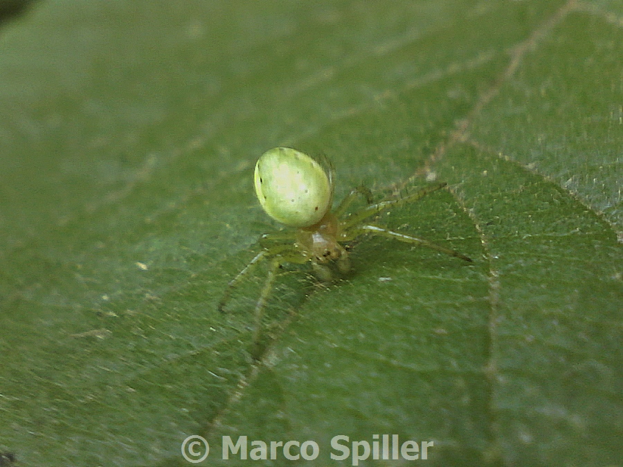 Araniella che fa la verticale